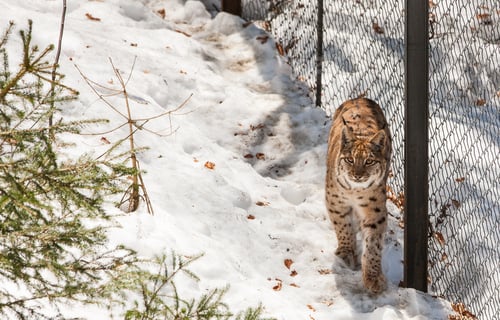Preview: Eurasian Lynx (Lynx Lynx) In The Bavarian Forest National Park (Nationalpark Bayerischer Wald) In