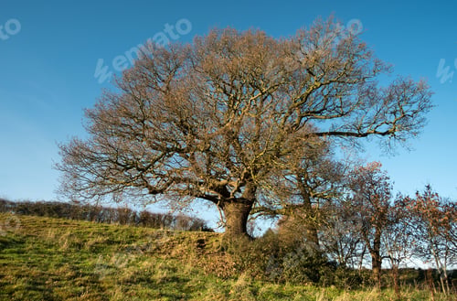 Preview: Wide Oak Tree Against A Clear Blue Sky