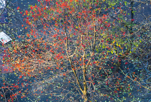 Preview: Autumn Urban Landscape On A Sunny Day - Yellow Autumn Trees In The Park, Colorful Red And Orange