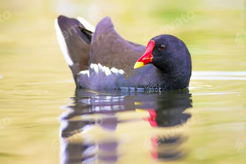 Preview: Nature And Bird. Cute Colorful Water Bird. Lake Habitat And Green Nature Background. Bird: Common