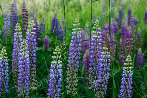 Preview: Lupinus, Lupin, Lupine Field With Pink Purple And Blue Flowers. Summer Flower Background