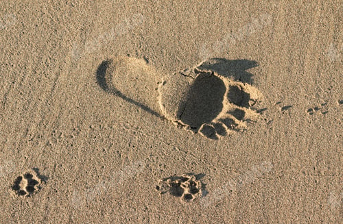 Preview: Footprint Of Man And Dog On The Sand