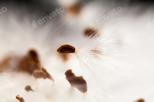 Preview: Abstract Composition With Dried Plants Seeds. Looks Like Dandelion Seeds