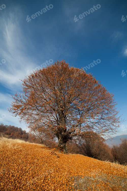 Preview: Autumnal Landscape With A Big Beech Tree And Blue Sky