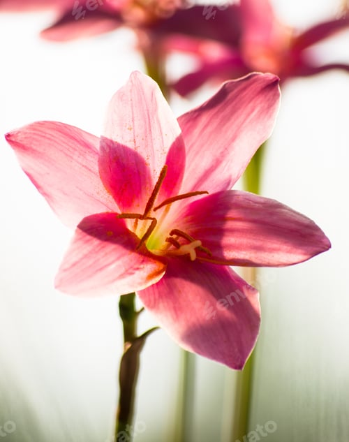 Preview: Decorative Pink Flower Rain Lily (Zephyranthes Grandiflora) On Blurred Background Closeup