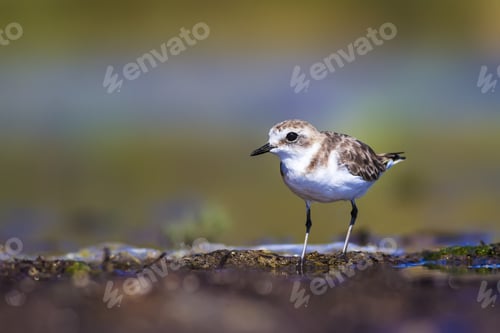 Preview: Cute Little Water Bird. Nature Habitat Background. Bird: Kentish Plover. Charadrius Alexandrinus