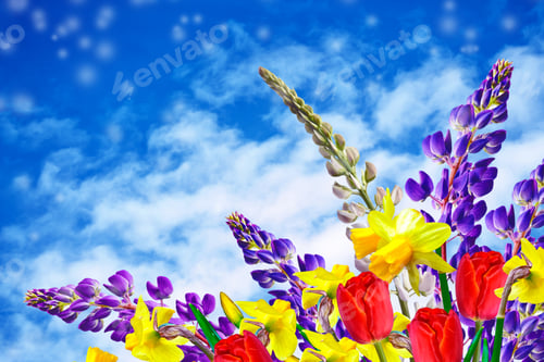 Preview: Bright And Colorful Flowers Tulips On The Background Of Spring Landscape.