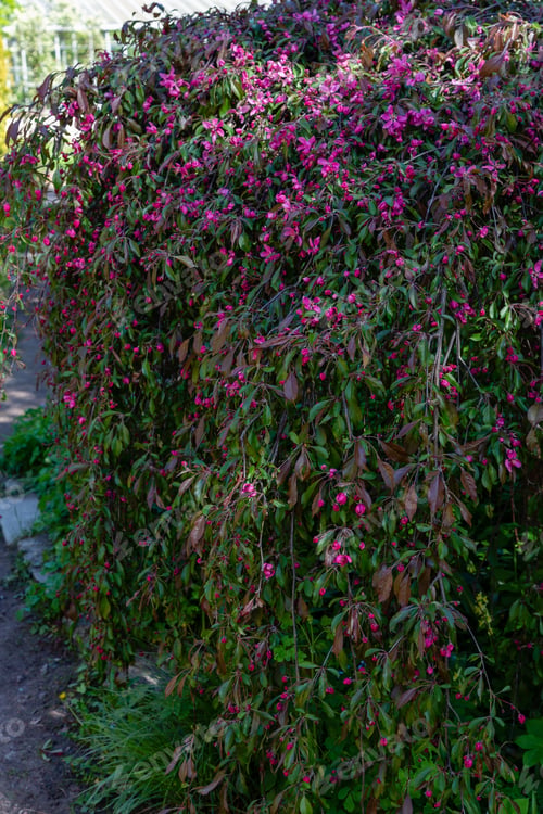 Preview: Malus Pumila In Spring Garden. Flowering Branches Of Malus Pumila With Red Flower