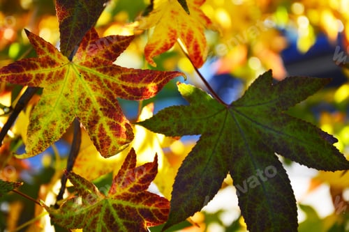 Preview: Autumn Maple Leaves, Nature Background With Bright And Colorful Maple Leaves