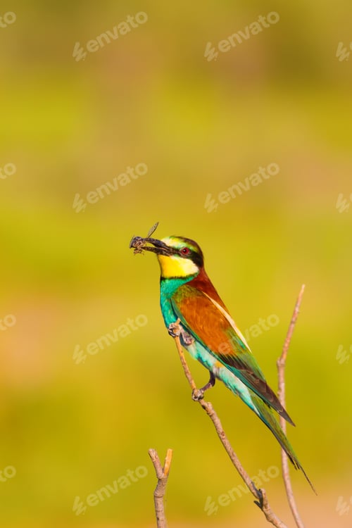 Preview: Colorful Bird. Warm Colors Nature Background.