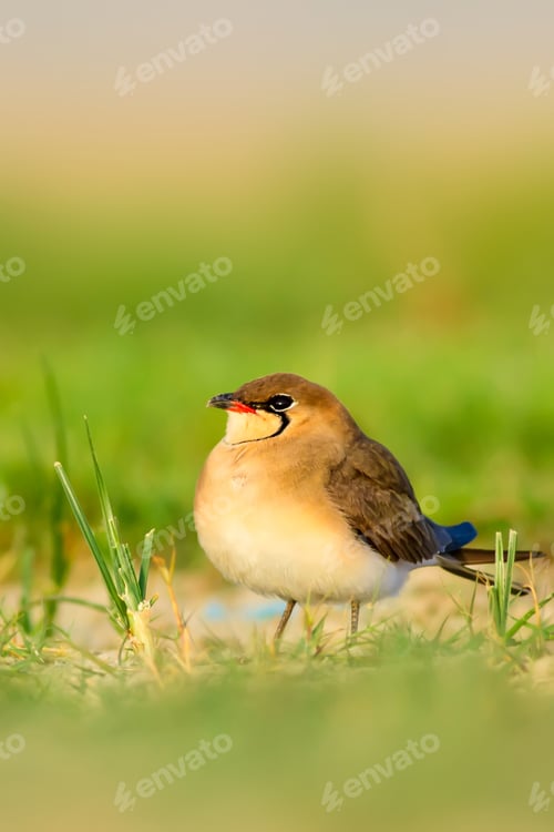 Preview: Cute Bird. Collared Pratincole. Glareola Pratincola