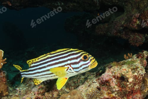 Preview: Sweetlips Fish