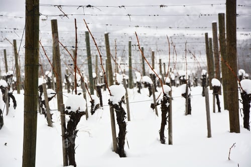 Preview: Winter Snowy Vineyard