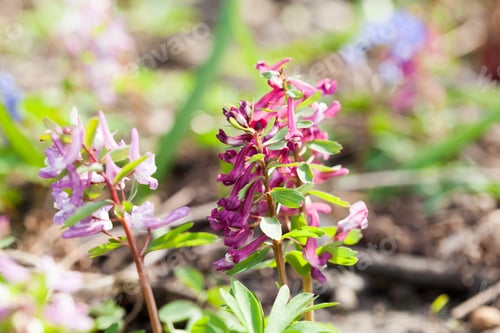 Preview: Stagger Weed (Corydalis Cava) Plant With Purple Flower With Natural Background