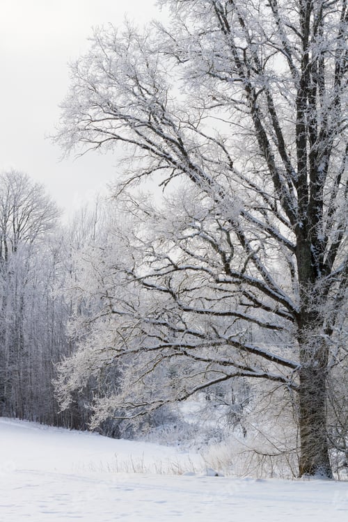 Preview: Frosty And Snowy Winter In Countryside