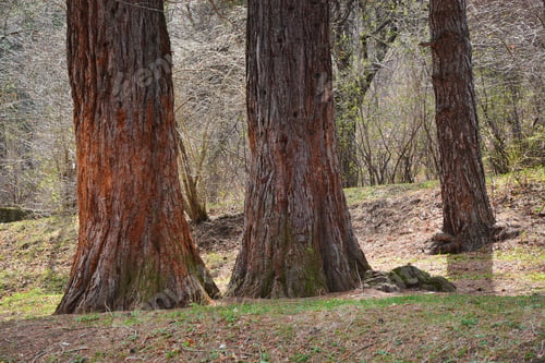Preview: Sequoia Sempervirens (Coast Redwood)