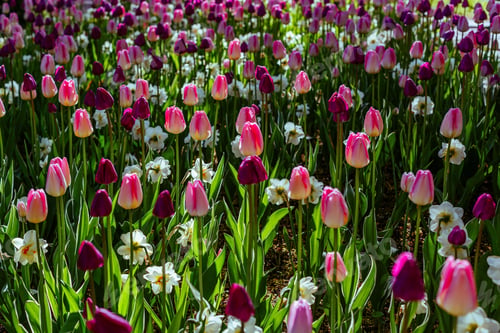 Preview: Beautiful Tulips And The Narcissus Flowers In The Spring Garden Or The Park. Ornamental Flowering