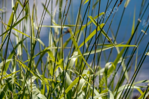 Preview: Calm Summer Day View By The Lake With Clean Water And Water Grass, Bents, And Green Foliage Near