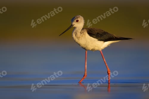 Preview: Water Bird. Colorful Nature Background. Bird: Black Winged Stilt. Himantopus Himantopus.