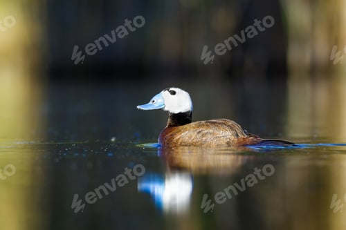 Preview: Duck Swimming In Lake. White Headed Duck White Headed Duck Oxyura Leucocephala