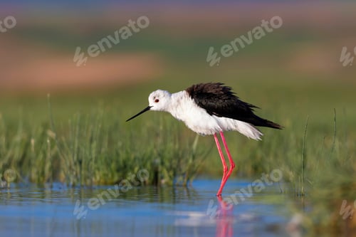 Preview: Beautiful Water Bird. Black Winged Stilt. Green Nature Habitat Background.