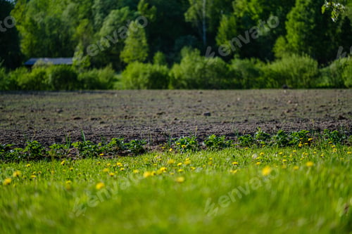 Preview: Yellow Dandelion Flowers In Green Meadow In Summer. Sunny Day At Countryside, Shallow Depth Of