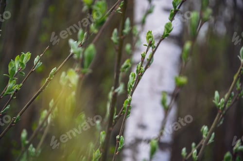 Preview: Spring Blossoms And Leaves On Birch Trees On Blur Background. Rural Scene