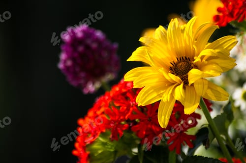 Preview: A Bouquet Of Bright Spring Flowers Of Various Types