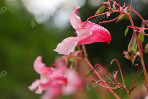 Preview: Flowers Of Impatiens Glandulifera Flowers In Natural Background