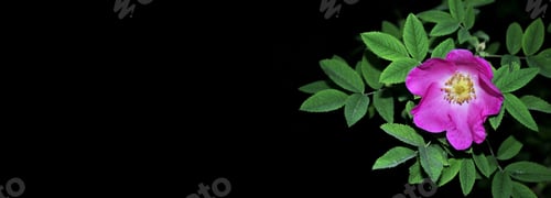 Preview: Bud Pink Flowers Of Rose Hips Isolated On A Black Background.