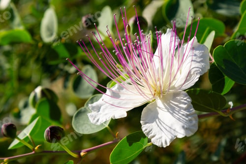Preview: Close Up On Flowers Of Caper Shrub (Capparis Spinosa). Purple And White Flowers Of Caperous Spiny