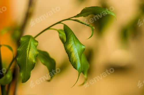 Preview: Willow Branches With Fresh Green Leaves In A Vase