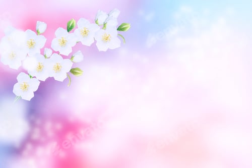 Preview: White Jasmine. The Branch Delicate Spring Flowers