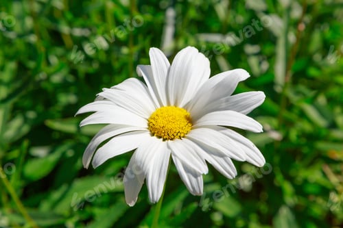 Preview: Large Chamomile Flower (Leucanthemum Vulgare). Daisies, Dox-Eye, Common Daisy, Dog Daisy, Moon