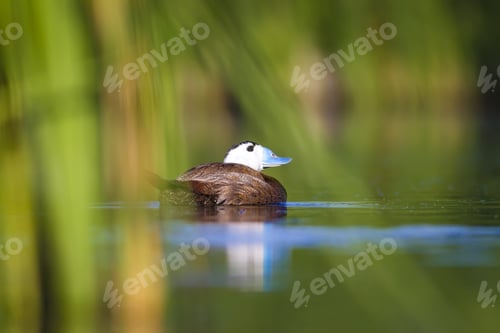Preview: Swimming Cute Duck. Colorful Nature Background. Bird: White Headed Duck. Oxyura Leucocephala.
