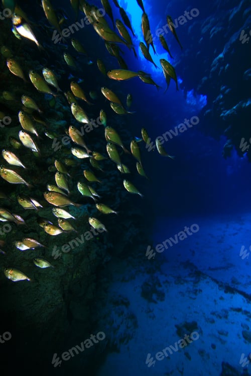 Preview: Cave Sweepers In Underwater Canyon Near Dahab, Egypt