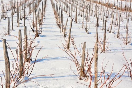 Preview: Winter Vineyard,Winter Landscape