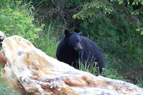 Preview: Black Bear Roaming Low Tide Shores, Looking For Crabs. Vancouver Island, Canada