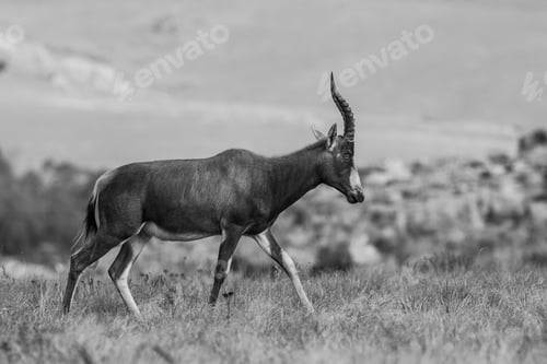 Preview: A Blesbok Antelope (Damaliscus Pygargus) In The Malolotja Nature Reserve, Swaziland
