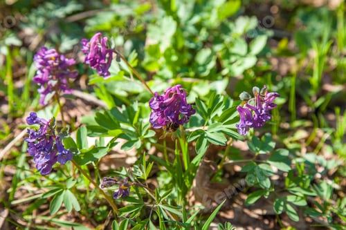 Preview: Close Up View Of Purple Wild Flowers Of Corydalis In Spring Forest. Natural Spring Background
