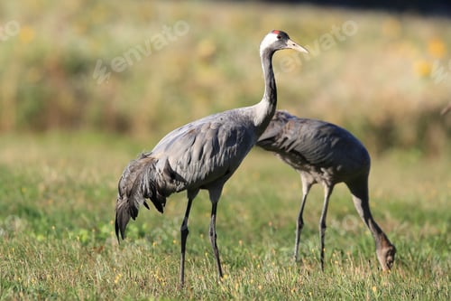 Preview: Common Cranes In The Field Mecklenburg Germany