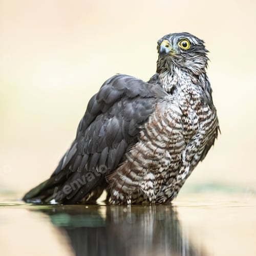 Preview: Sparrowhawk Bathing In Pond In Forest.
