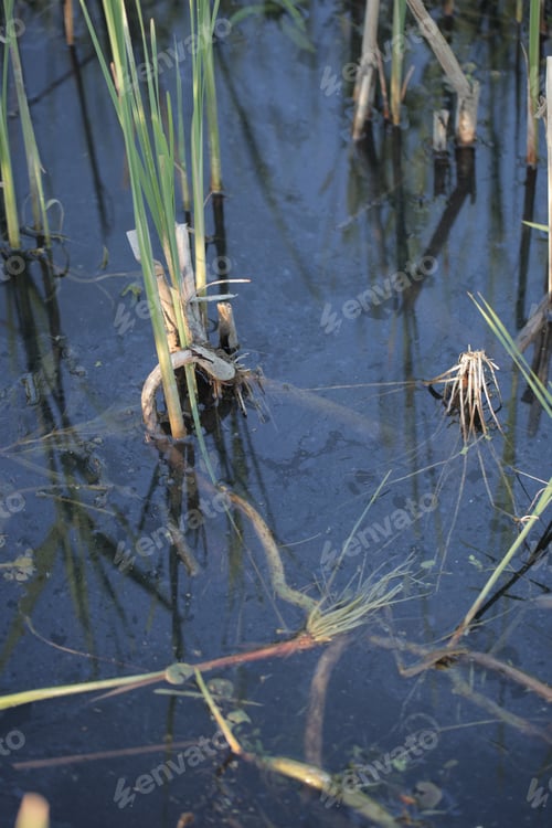 Preview: Nature Background: Close Up Photography Of A River Water Surface With Green Plants, Outdoors With