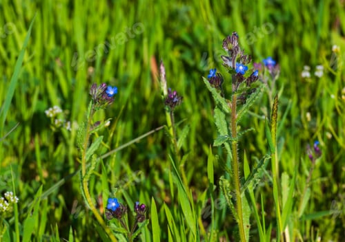 Preview: Blooming Anchusa Azurea In Natural Habitat