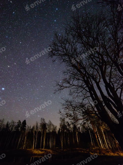Preview: Colorful Milky Way Galaxy Seen In Night Sky Through Black Trees In Forest