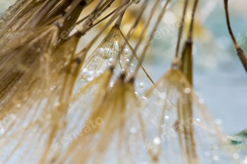 Preview: Dandelion Seeds With Water Drops On Colorful Background
