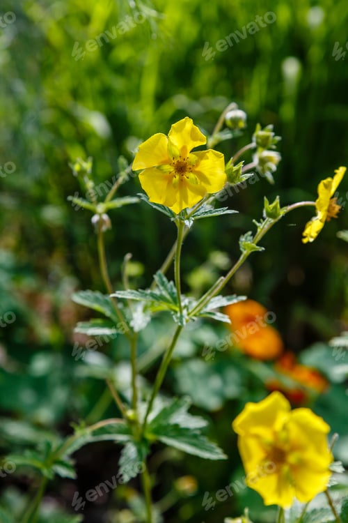 Preview: Blooming Yellow Potentilla Erecta In Summer Garden. The Cultivation Of Medicinal Plants In The