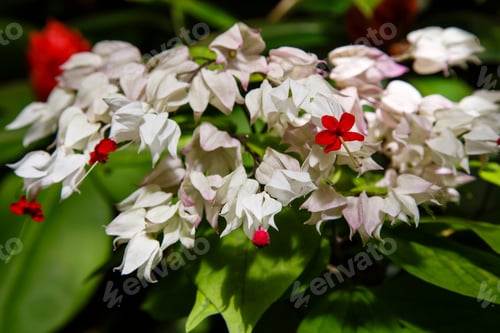 Preview: Clerodendrum Thomsoniae Flowers Or Bagflower, Glorybower And Bleeding-Heart