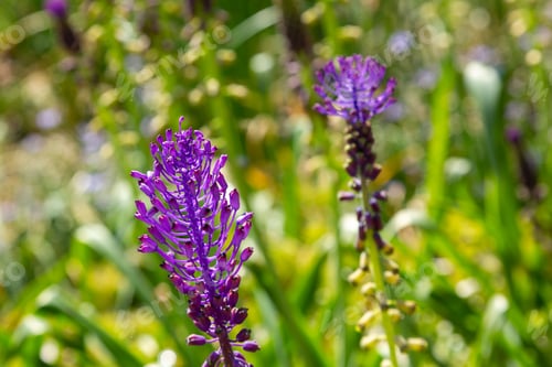 Preview: Muscari Comosum In Spring Garden. Growing Bulbs In The Garden. Purple Flowers. Rare Plants In The