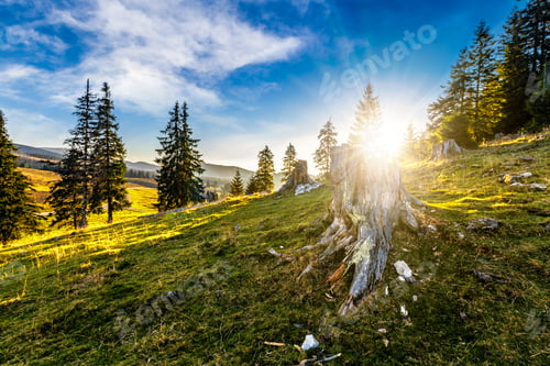 Preview: Hillside With Coniferous Forest Among The Fog On A Meadow In Mountains Of Romania In Evening Light